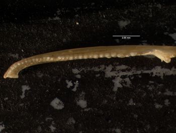 Media type: image;   Herpetology R-132035